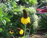 rudbeckia maxima r.jpg